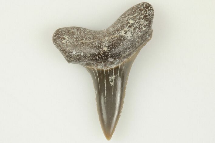Fossil Shark (Cretodus) Tooth - Carlile Shale, Kansas #203301